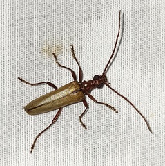 Centrodera decolorata
