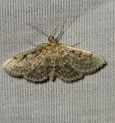 Anania quebecensis