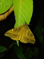 Paradirphia citrina