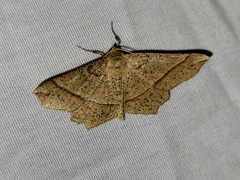 Euchlaena tigrinaria