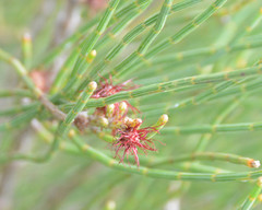 Allocasuarina humilis