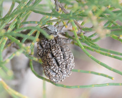 Allocasuarina humilis