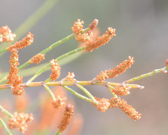 Allocasuarina humilis