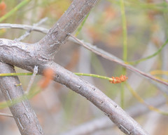 Allocasuarina humilis