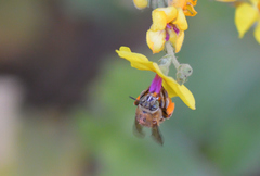 Amegilla garrula