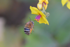 Amegilla garrula