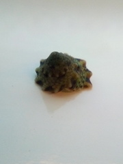 Coelotrochus viridis