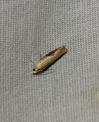 Pseudexentera costomaculana