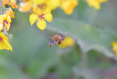 Amegilla garrula