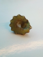 Coelotrochus viridis