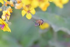Amegilla garrula