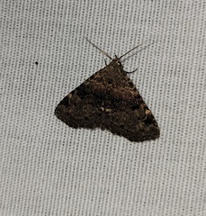 Metalectra quadrisignata