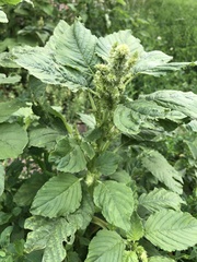 Amaranthus retroflexus