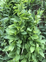 Convolvulus arvensis