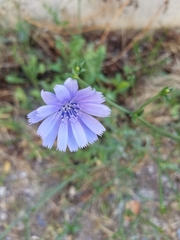 Cichorium intybus