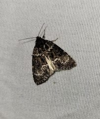 Acronicta fragilis