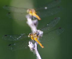 Sympetrum sanguineum