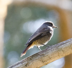 Phoenicurus phoenicurus