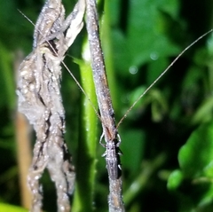 Hippopsis lemniscata