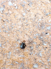 Halticus luteicollis