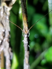 Hippopsis lemniscata