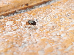 Halticus luteicollis