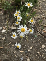 Tripleurospermum inodorum