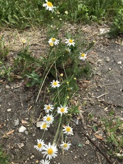 Tripleurospermum inodorum