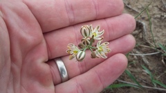 Albuca virens