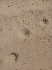 Myrmeleon formicarius