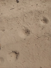 Myrmeleon formicarius