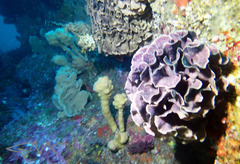 Steginoporella chartacea