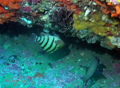 Hypoplectrodes annulatus