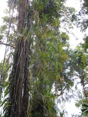 Freycinetia