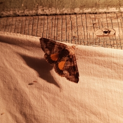 Chrysorithrum flavomaculata