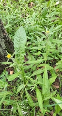 Pentanema britannica