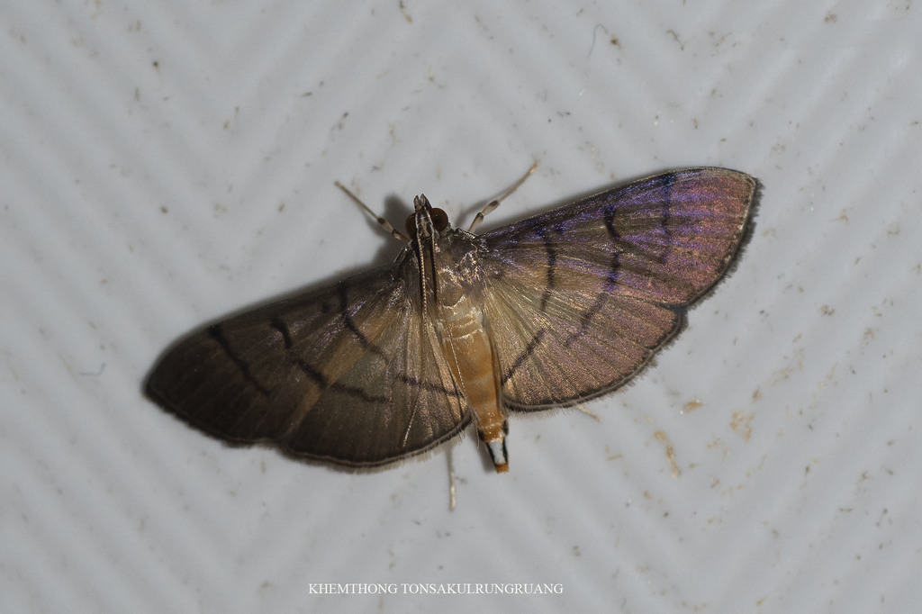 Bacotoma cuprealis