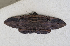 Anisoneura aluco