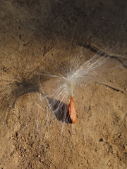 Asclepias curassavica