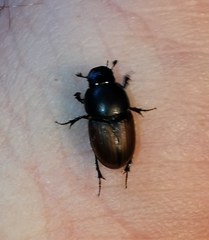 Colobopterus erraticus