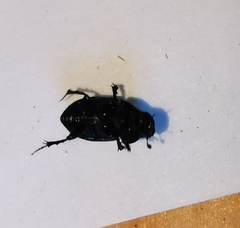 Colobopterus erraticus