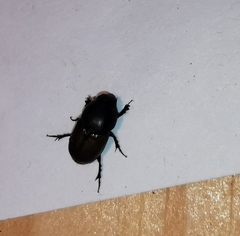 Colobopterus erraticus