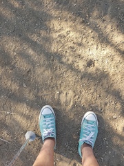 Cervus canadensis nannodes