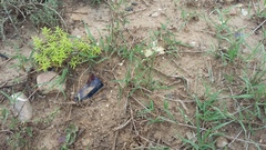 Albuca virens