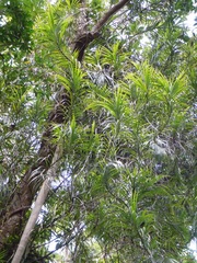 Freycinetia