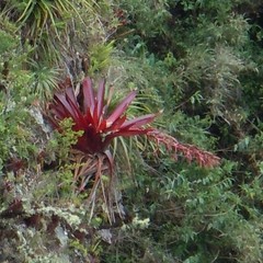Tillandsia machupicchuensis