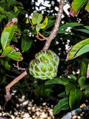 Annona senegalensis senegalensis