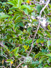 Annona senegalensis senegalensis