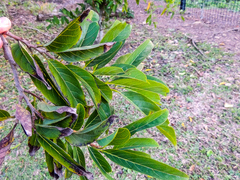 Annona senegalensis senegalensis