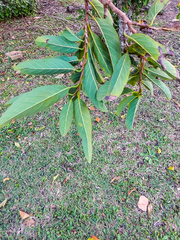 Annona senegalensis senegalensis